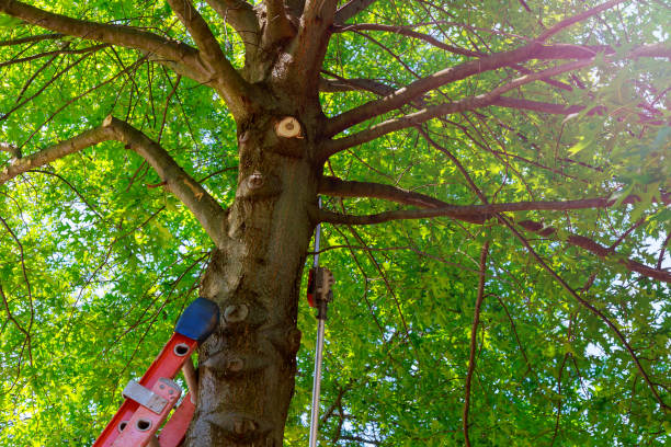 Best Tree Cutting Near Me  in Ridgway, PA